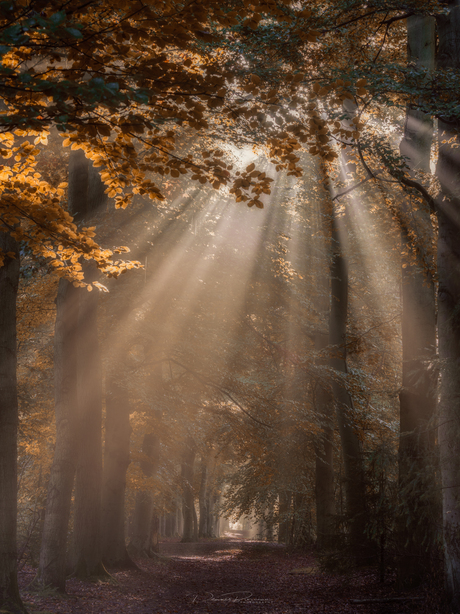 Magic Forrest