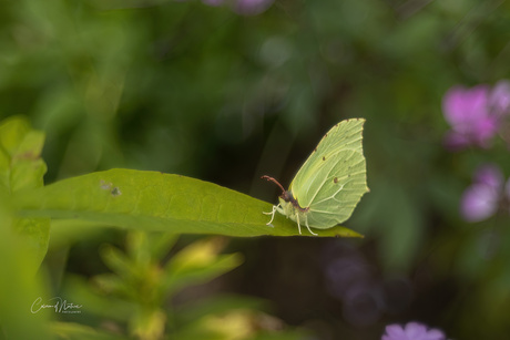 Citroenvlinder 