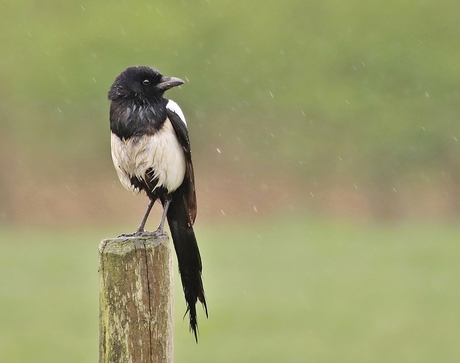 Natte ekster in de regen