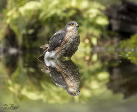 Sperwer met  spiegelbeeld 