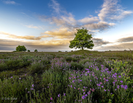 Dwingelderveld 