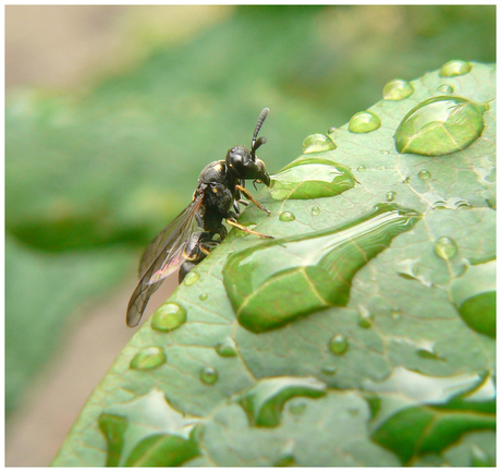 Dorst