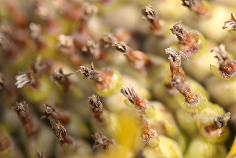 vergane zonnebloem