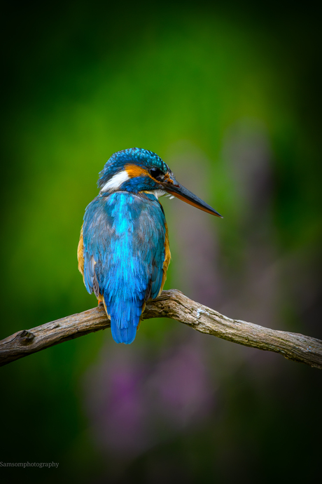 Ijsvogel portret