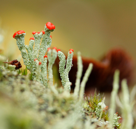 Rood bekermos - Cladonia coccifera