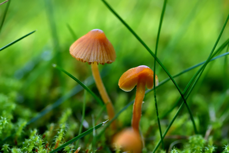 Paddestoel tussen het gras