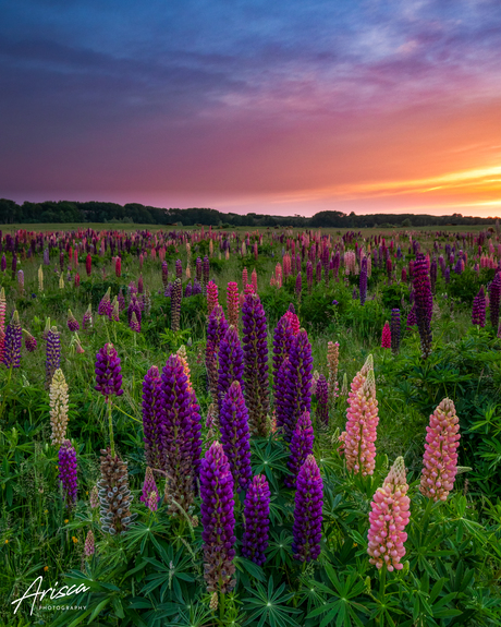 Zonsondergang boven de lupines