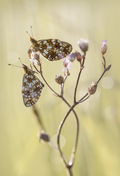 Duo vlinders ( zilveren maan)