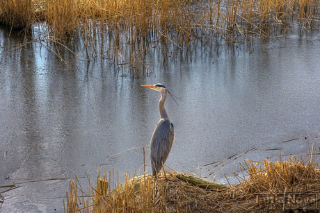 Een reiger in de zon.