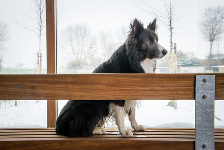 schuilen voor de sneeuw.