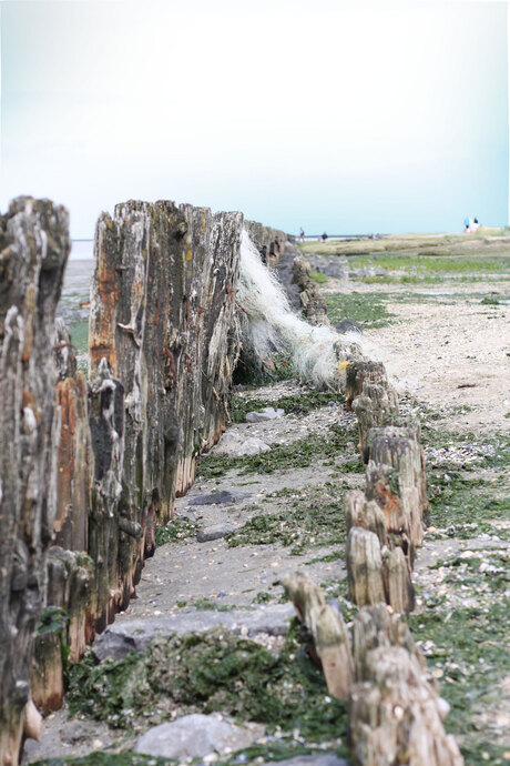 Het Wad