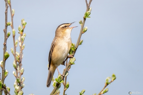 Een Rietzanger zingt het hoogste lied.