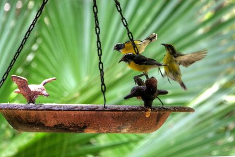 ARUBA - vogels