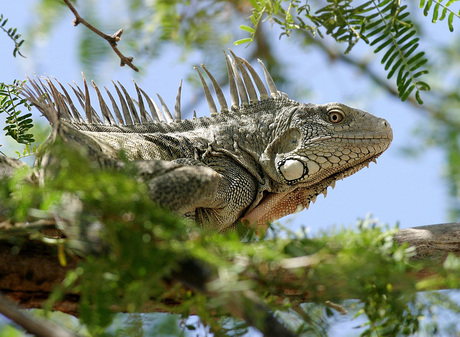 Groene Leguaan - Iguana iguana