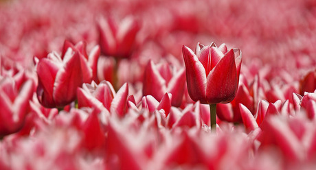 Op de uitkijk🌷