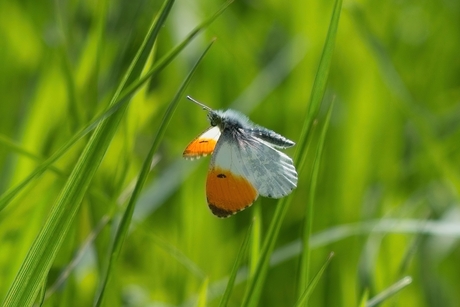 De acrobatiek van het oranjetipje