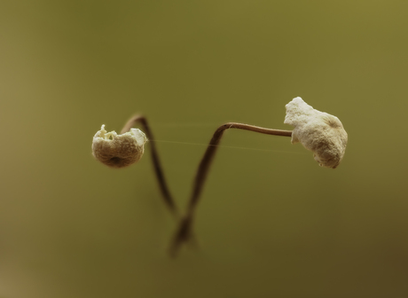 Waslijntje gespannen taailingen