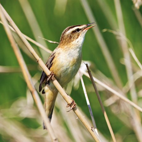 De rietzanger (Acrocephalus schoenobaenus)