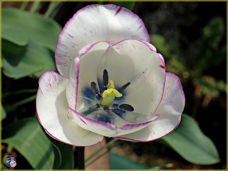 Botanische tulp …