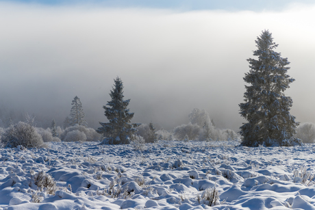 Winterimpressie Hautes Fagne