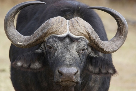 Buffalo