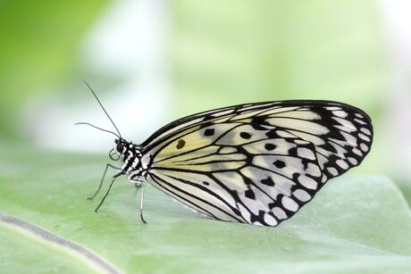 vlinder in de vlindertuin