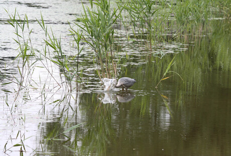 reiger aan het vissen