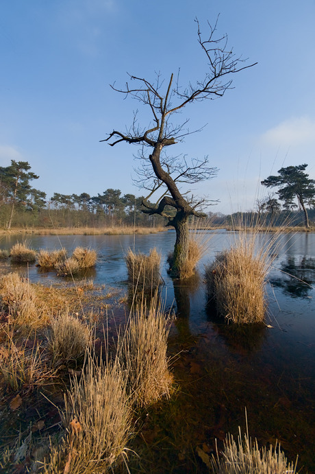 Hatertse vennen