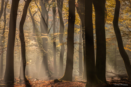 foggy forrest