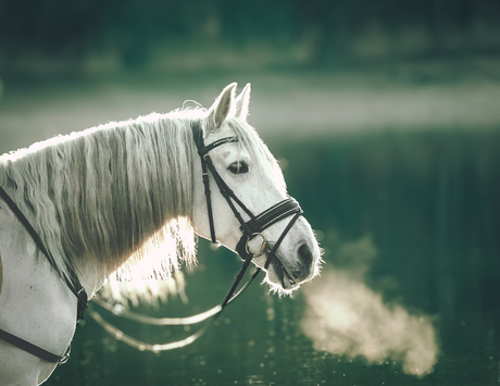 Paard leert water ingaan.