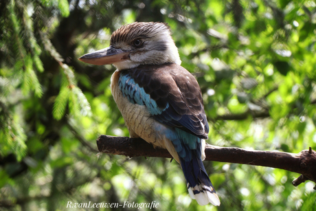 Blauwvogelkookaburra