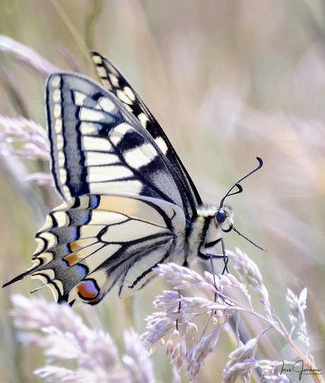 Koninginnenpage vlinder