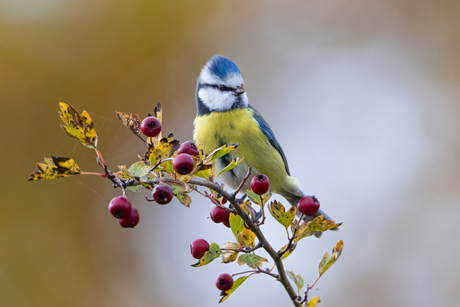Pimpelmees tussen de rode besjes.