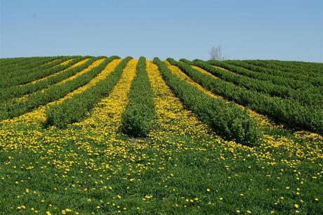 Bessenstruiken en paardebloemen