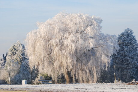 winterlandschap