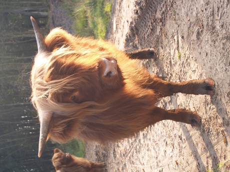 Schotse Hooglander 1