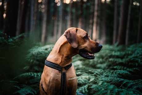 Rhodesian Ridgeback