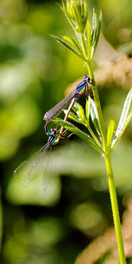 libelle