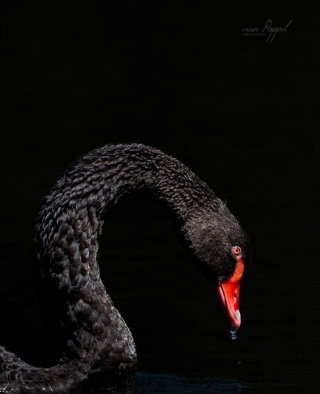 Zwarte zwaan