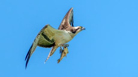 Visarend met een net gevangen karper