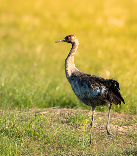 Kraanvogel