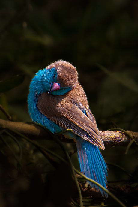 Verlegen vogel