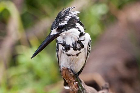 Vissende bonte ijsvogel