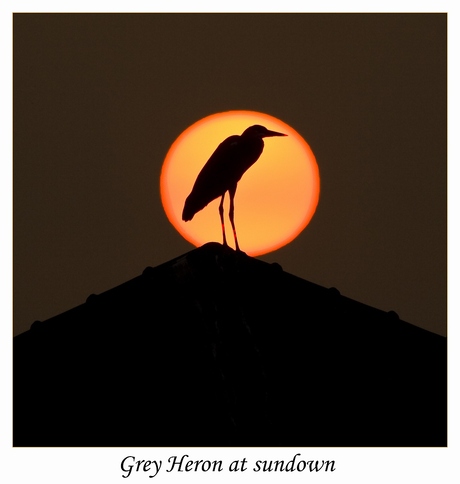 Grey heron at sundown