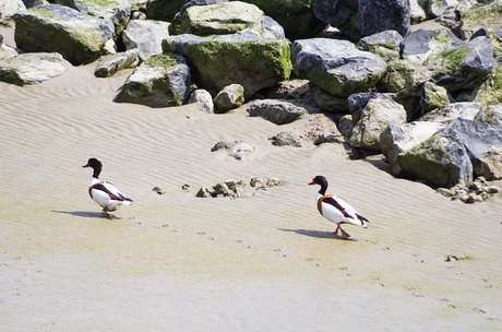 Westerschelde