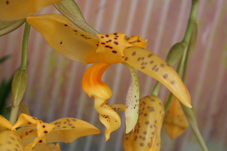 Fraaie orchidee, Stanhopea jenischiana