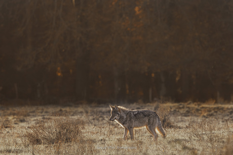 de wolf tijdens het gouden uurtje