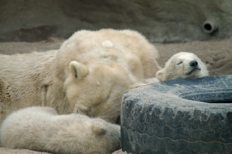 IJsberenmoeder met 2 kleintjes