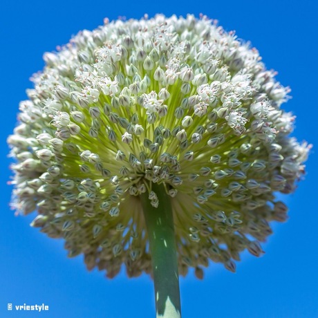 Bloem van een ui