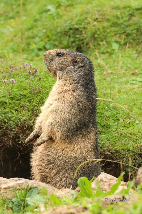 Bergmarmot 